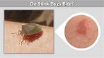 Do Grain Bugs Bite? |