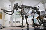Pulsevibe | Treasure Hunters Dive for Mammoth Bones in New Yorks East River