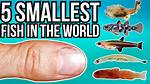 The Fascinating World of the Smallest Fish in the World