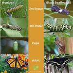 Understanding the Fascinating Sounds of Swallowtail Caterpillars