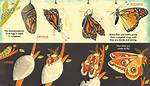 What's Inside a Caterpillar Cocoon and Butterfly Chrysalis